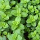 Mentă Verde Organică
